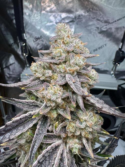 Cap Junky - non-topped. Week 13
