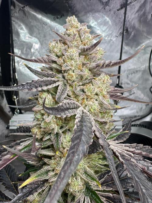 Cap Junky - non-topped. Week 13