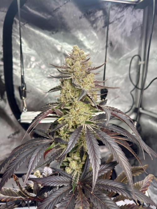 Cap Junky - non-topped. Week 13