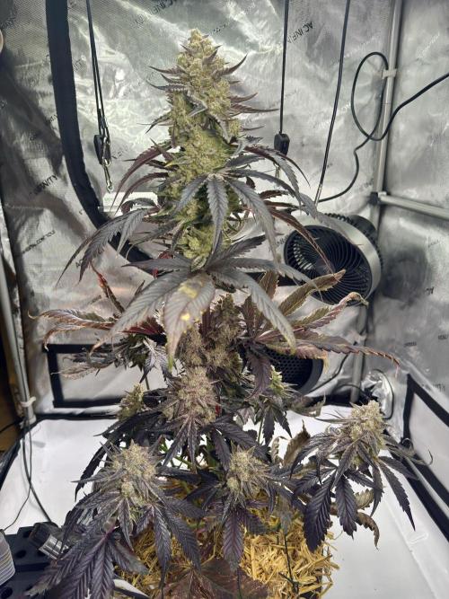 Cap Junky - non-topped. Week 13