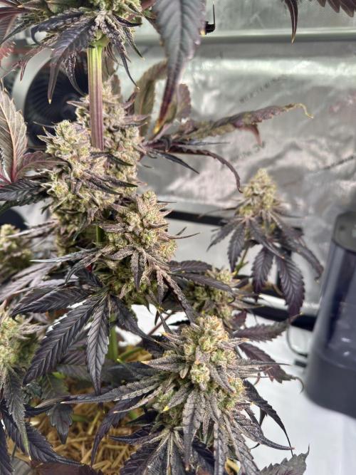 Cap Junky - non-topped. Week 13