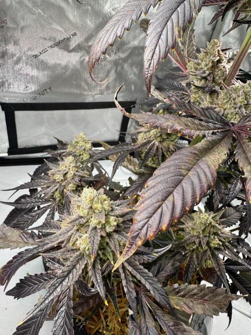 Cap Junky - non-topped. Week 13