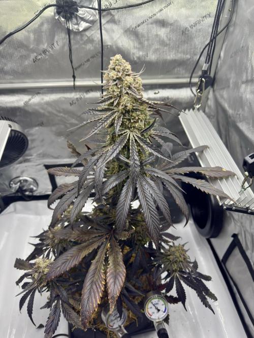 Cap Junky - non-topped. Week 13