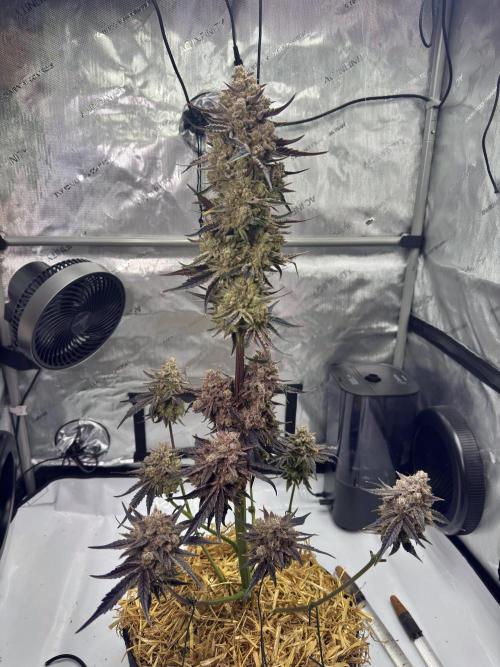 Cap Junky - non-topped. Week 14