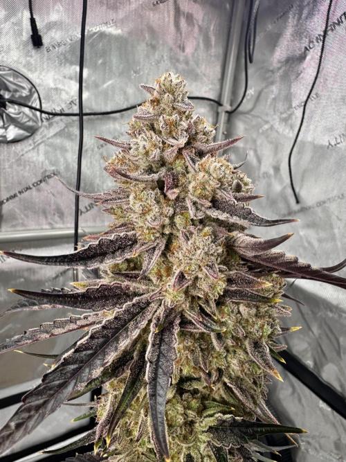 Cap Junky - non-topped. Week 14