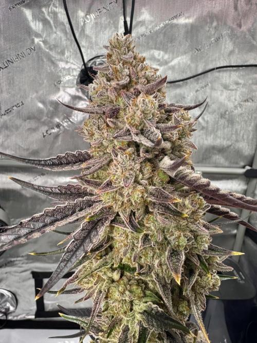 Cap Junky - non-topped. Week 14