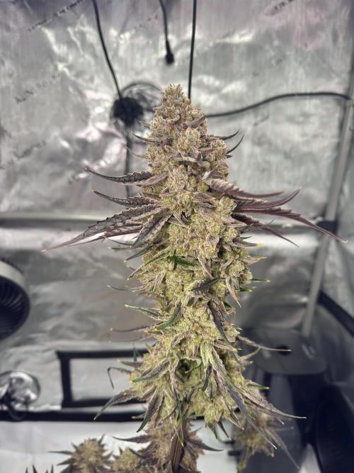 Cap Junky - non-topped. Week 14