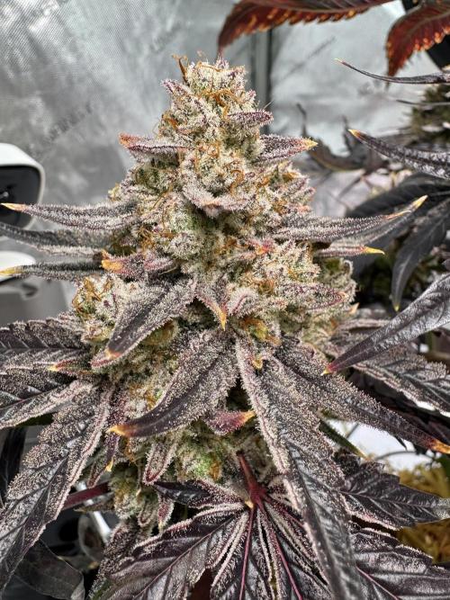 Cap Junky - non-topped. Week 14