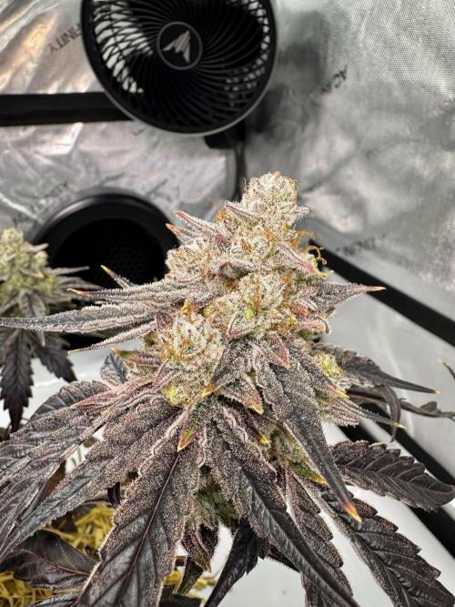 Cap Junky - non-topped. Week 14