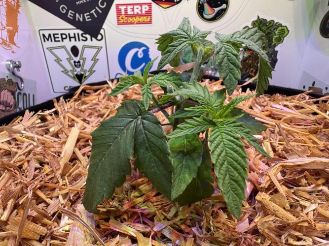 Gastronomical -  Bonsai MiniGrow. Week 4