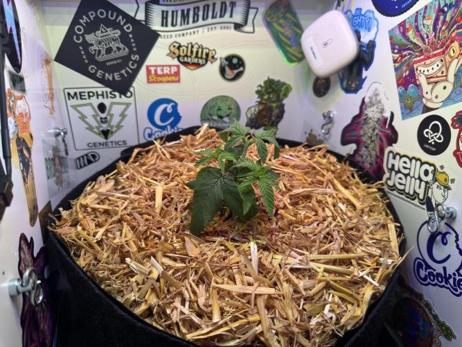 Gastronomical -  Bonsai MiniGrow. Week 4