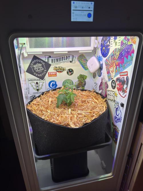 Gastronomical -  Bonsai MiniGrow. Week 4