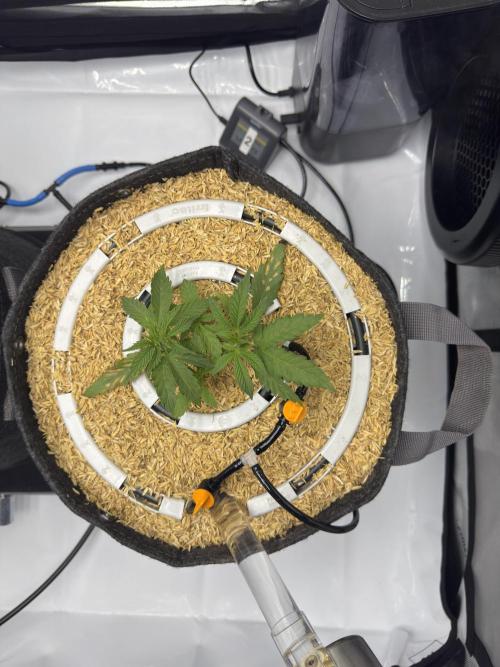 Marshmallow OG. Week 4