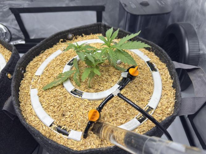 Marshmallow OG - Spring Grow. Week 4