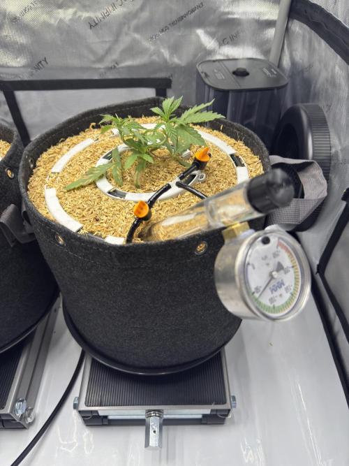 Marshmallow OG - Spring Grow. Week 4