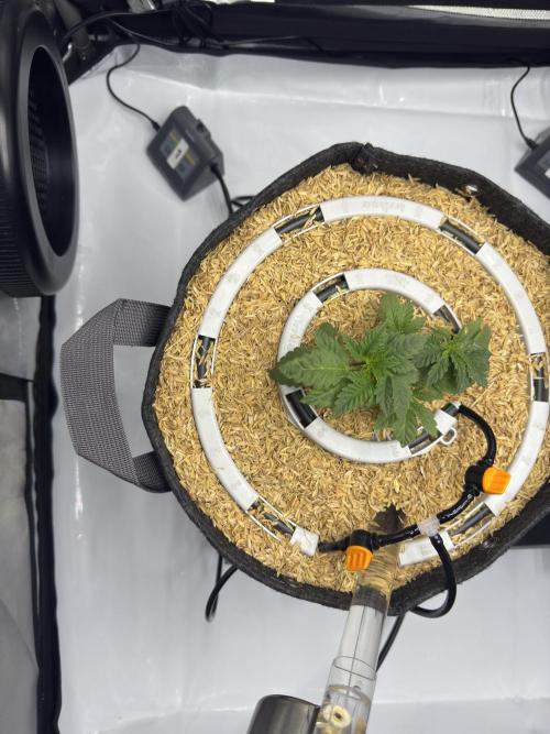 Granny Candy. Week 4