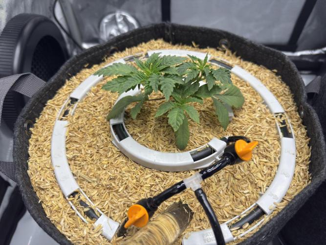 Granny Candy - Fasciation. Week 4