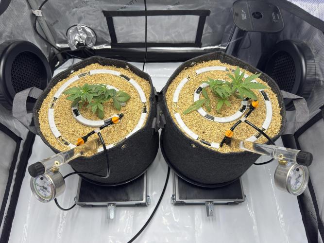 Granny Candy - Fasciation. Week 4