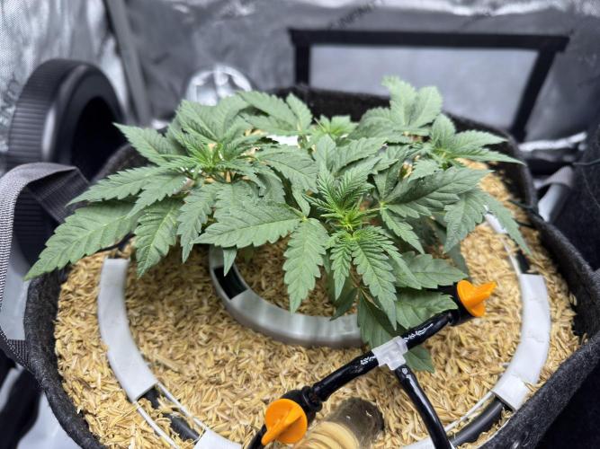 Granny Candy. Week 5