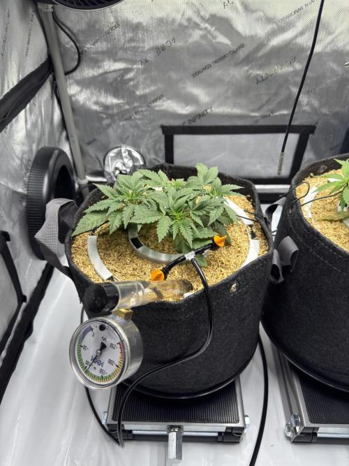 Granny Candy - Fasciation. Week 5