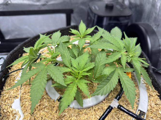 Marshmallow OG. Week 5
