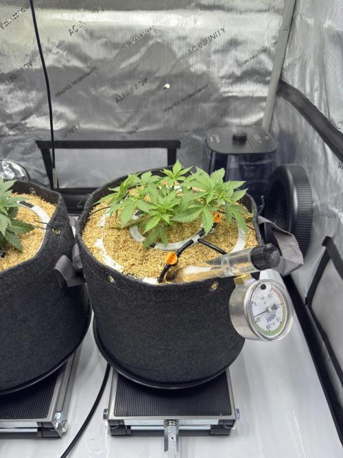 Marshmallow OG - Spring Grow. Week 5
