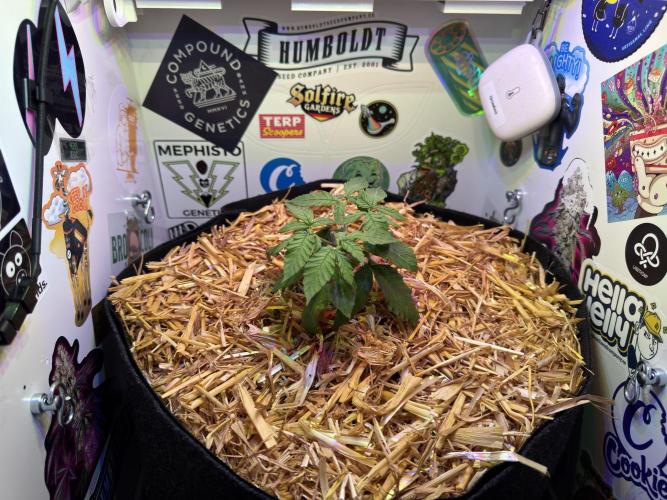 Gastronomical -  Bonsai MiniGrow. Week 5