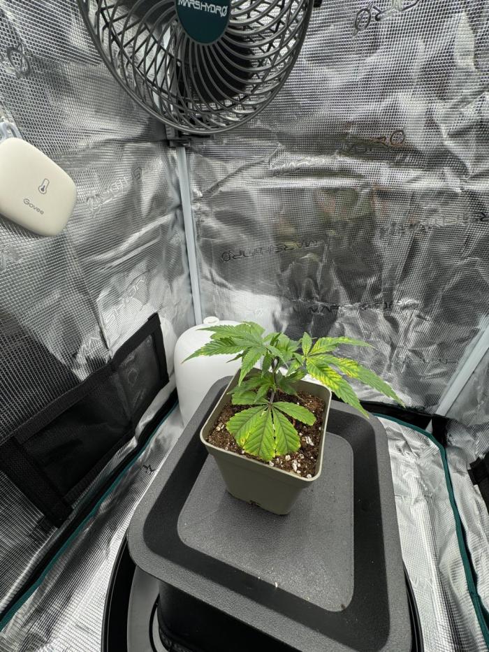 Astronaut Status #24 - Winter Grow 2024. Week 1