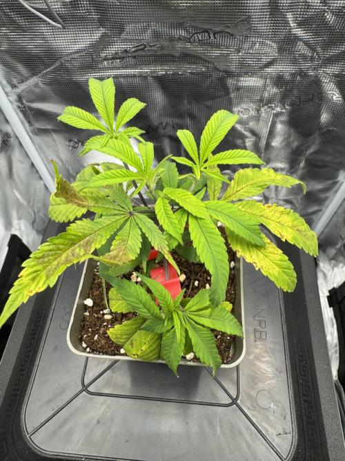 Astronaut Status #24 - Winter Grow 2024. Week 2