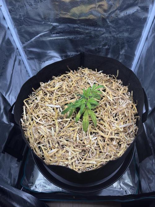 Astronaut Status #24 - Winter Grow 2024. Week 2