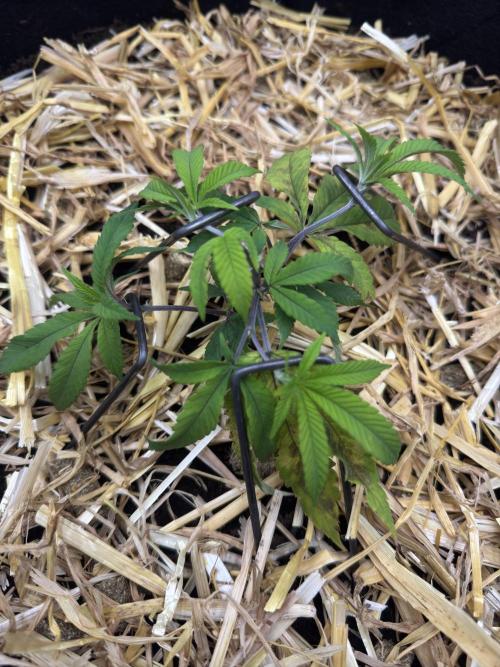 Astronaut Status #24 - Winter Grow 2024. Week 2