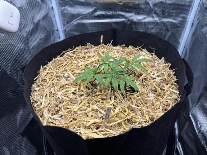 Astronaut Status #24 - Winter Grow 2024. Week 2