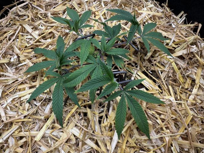 Astronaut Status #24 - Winter Grow 2024. Week 2