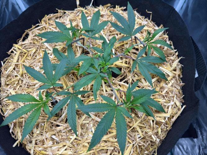 Astronaut Status #24 - Winter Grow 2024. Week 3