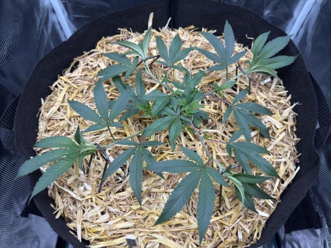 Astronaut Status #24 - Winter Grow 2024. Week 3