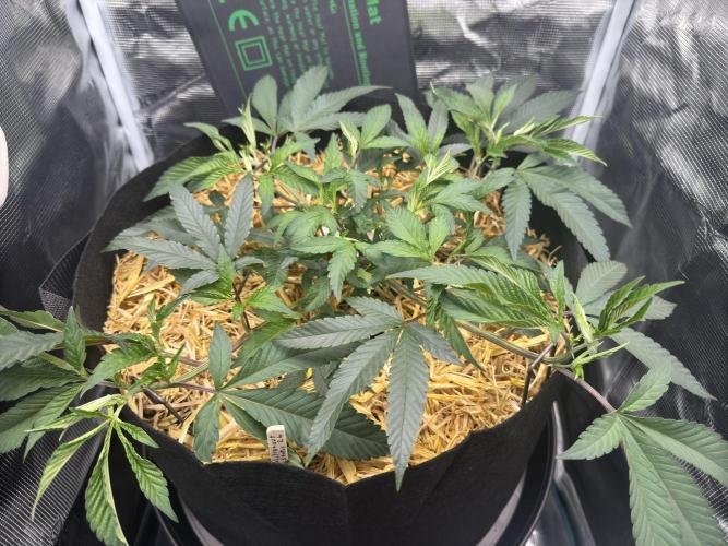 Astronaut Status #24 - Winter Grow 2024. Week 4
