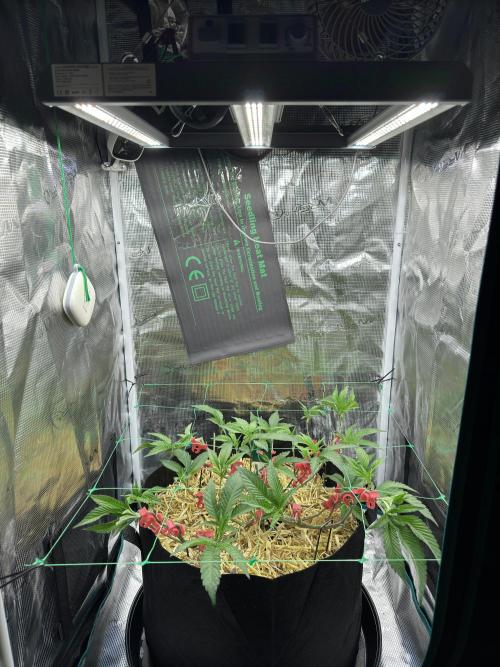 Astronaut Status #24 - Winter Grow 2024. Week 4