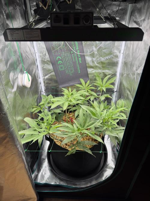 Astronaut Status #24 - Winter Grow 2024. Week 4