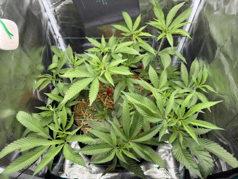 Astronaut Status #24 - Winter Grow 2024. Week 5
