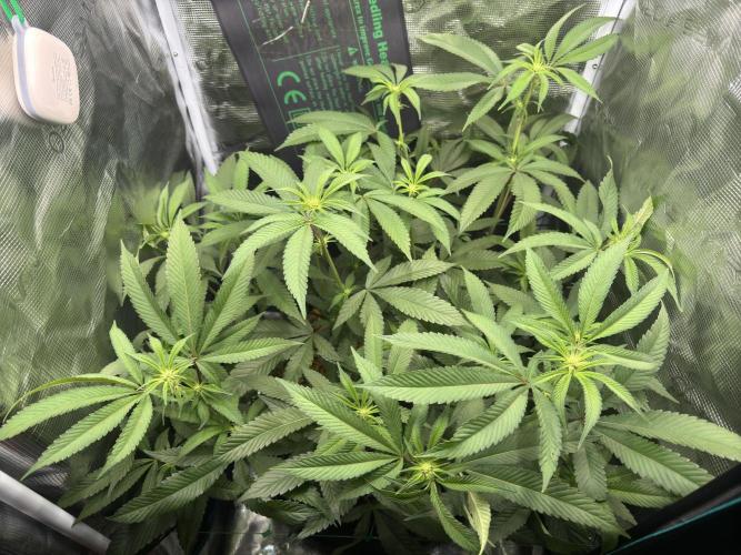Astronaut Status #24 - Winter Grow 2024. Week 6