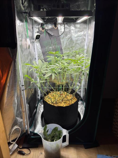Astronaut Status #24 - Winter Grow 2024. Week 6