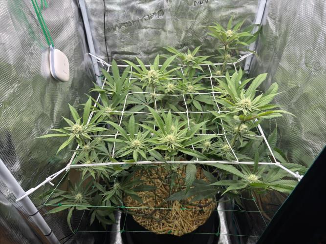 Astronaut Status #24 - Winter Grow 2024. Week 7