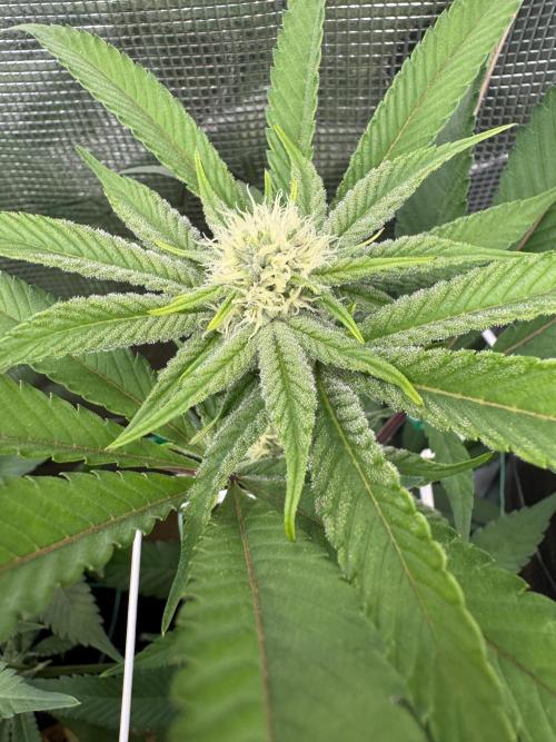 Astronaut Status #24 - Winter Grow 2024. Week 7