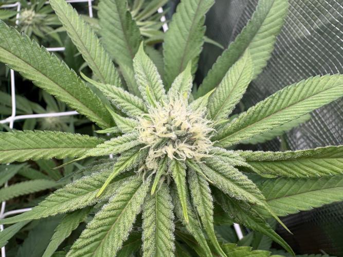 Astronaut Status #24 - Winter Grow 2024. Week 7