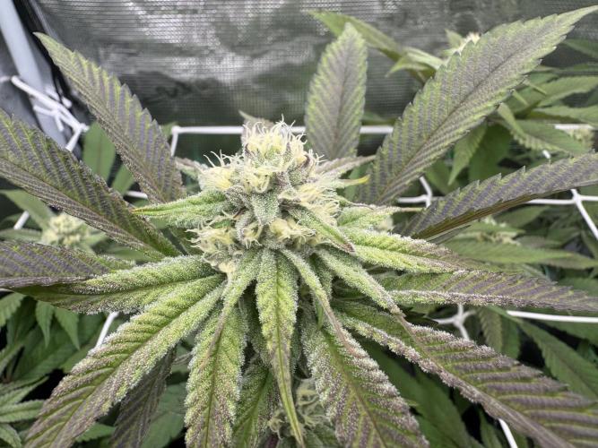 Astronaut Status #24 - Winter Grow 2024. Week 8