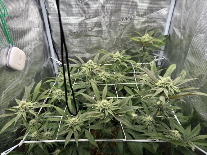 Astronaut Status #24 - Winter Grow 2024. Week 8