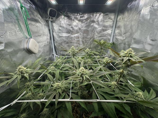 Astronaut Status #24 - Winter Grow 2024. Week 8