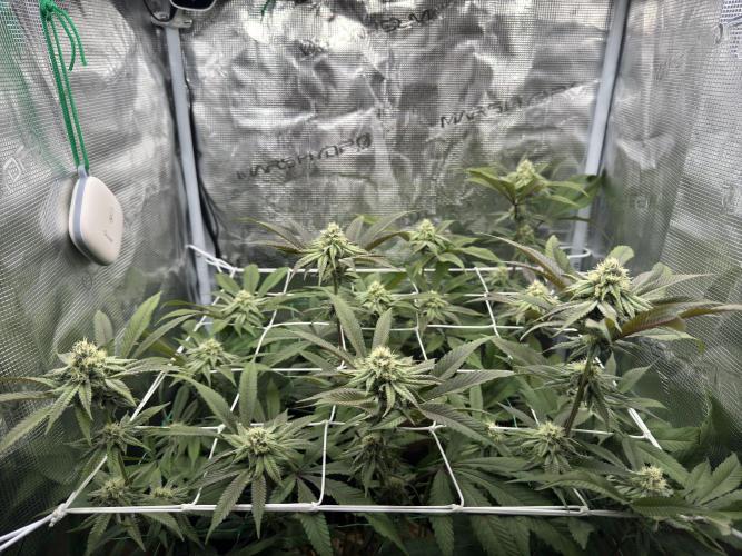 Astronaut Status #24 - Winter Grow 2024. Week 8