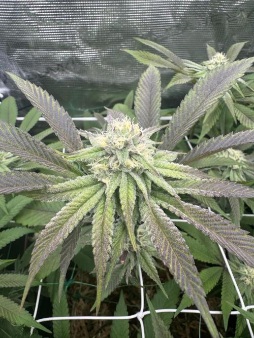 Astronaut Status #24 - Winter Grow 2024. Week 8