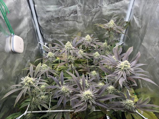 Astronaut Status #24 - Winter Grow 2024. Week 9